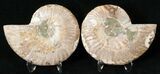 Polished Ammonite Pair - Million Years #15897-1